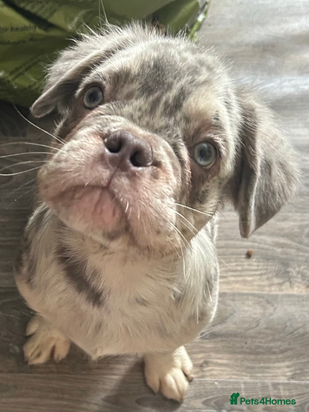 French Bulldog dogs for sale: x2 boys🔥🐾Ready Now🔥🐾Fluffy French bulldogs🔥🐾 in Rotherham - Image 34