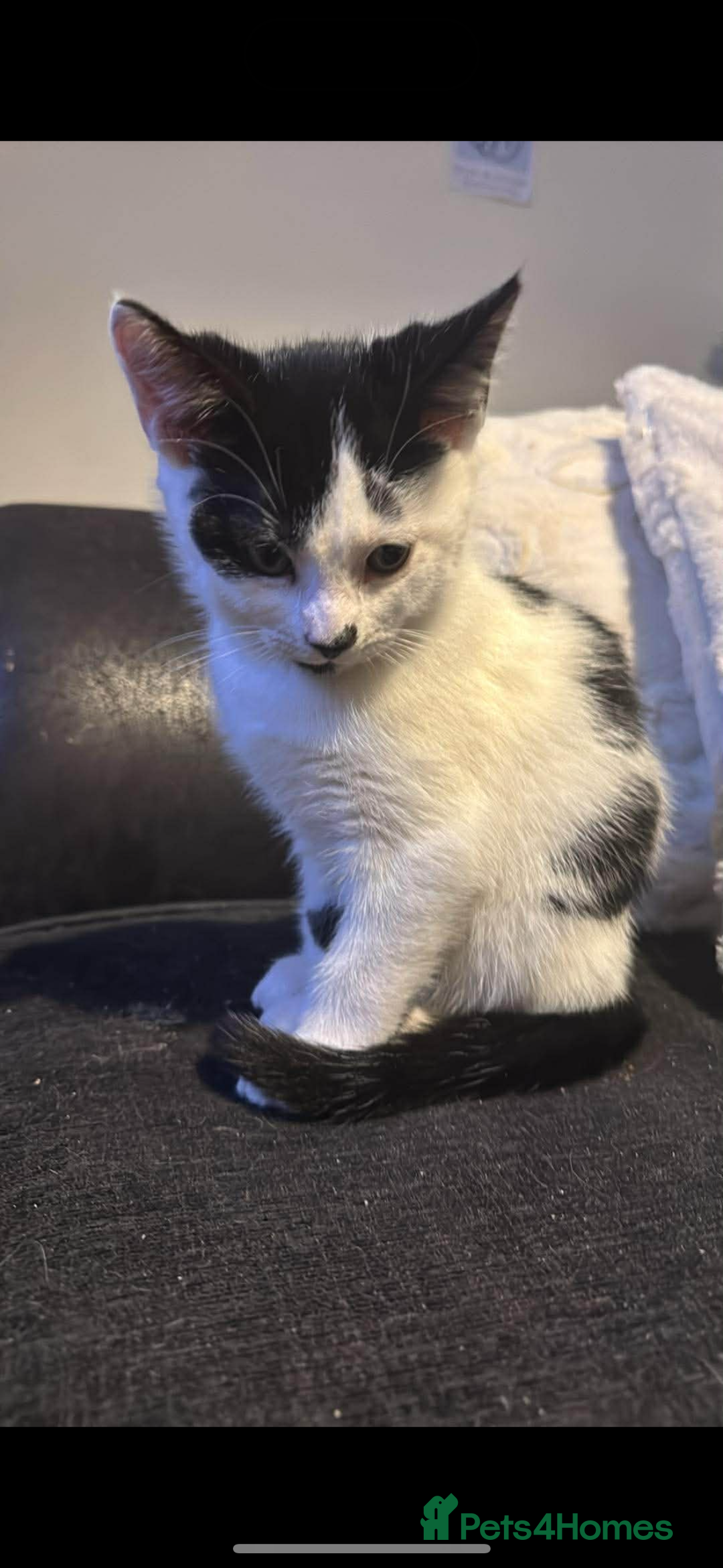 Mixed Breed cats for sale: 3 gorgeous kittens ready for there 5* home  - Advert 8