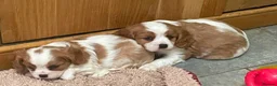 Cavalier King Charles Spaniel dogs for sale: Available Cavalier king Charles Spaniel  in Bristol - Advert 16