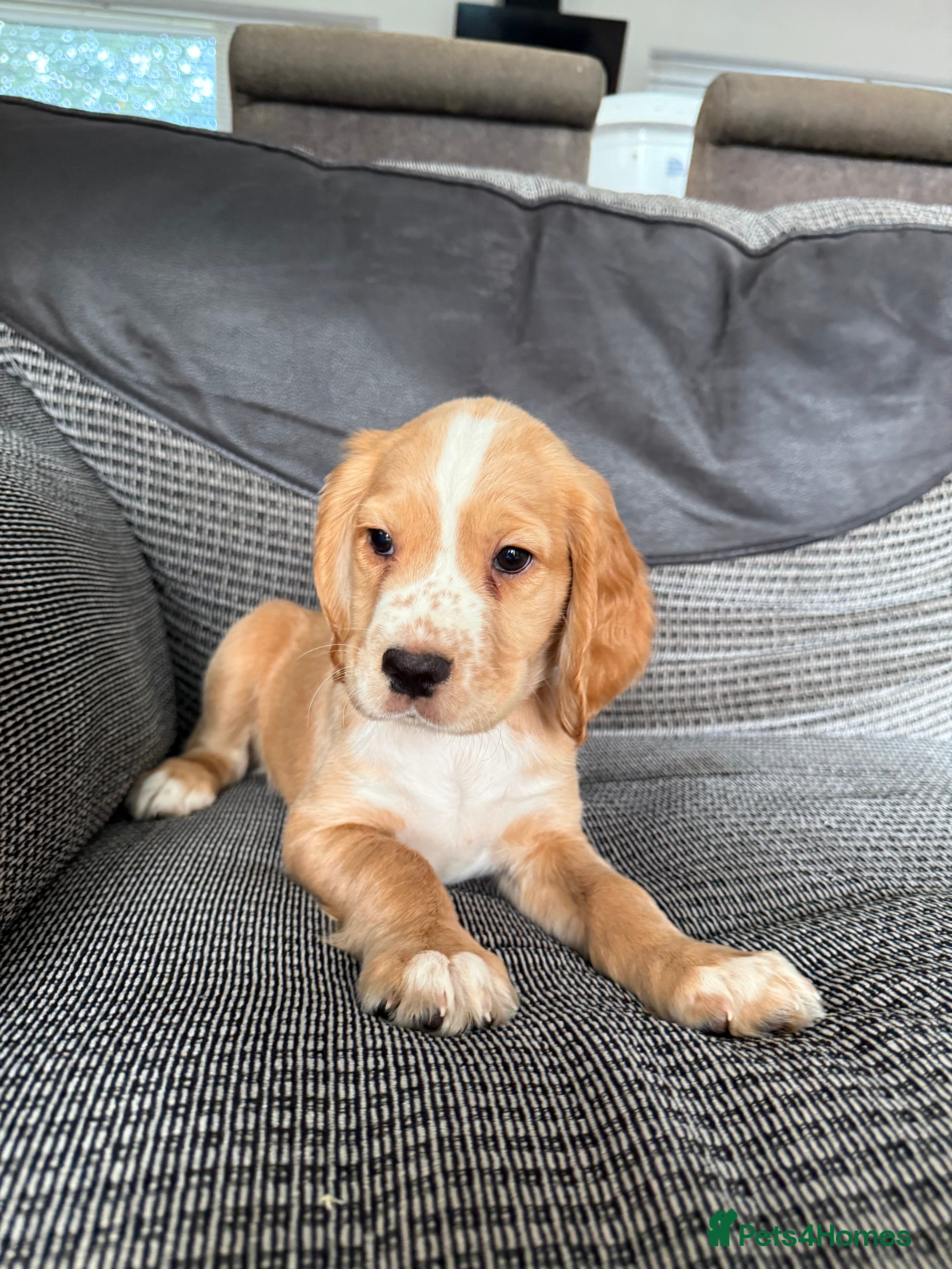 Cocker Spaniel dogs Ready now.. ❤️ Kc registered cocker spaniel pups - Advert 2