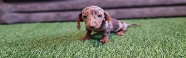 Miniature Dachshund 3