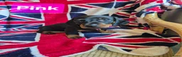 Miniature Dachshund dogs for sale: 🐾 Beautiful Miniature Dachshund Puppies 🐾 - Advert 7