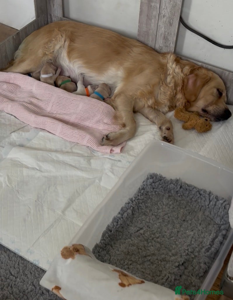 Golden Retriever dogs Pure Gentle Golden Retriever puppies  - Advert 1
