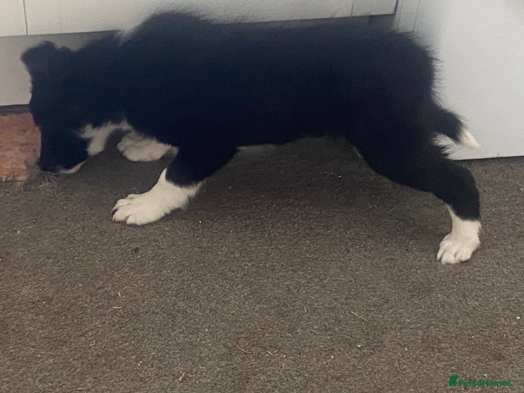 Border Collie dogs for sale: Border collie puppies - Image 10