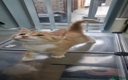 Mixed Breed cats for sale: Gorgeous British Shorthair Kittens for SALE - Advert 22