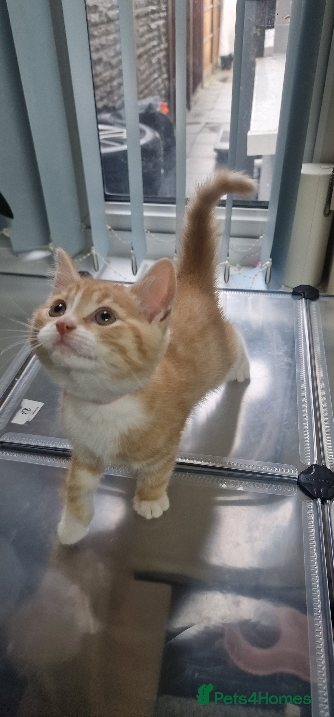 Mixed Breed cats for sale: Gorgeous British Shorthair Kittens for SALE - Advert 22