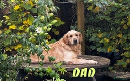 Golden Retriever dogs for sale: Stunning pure-breed Golden Retriever puppies - Image 13