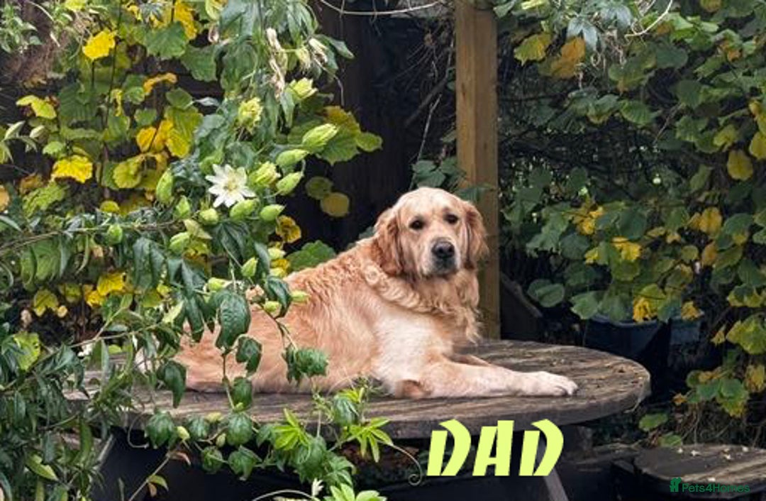 Golden Retriever dogs for sale: Stunning pure-breed Golden Retriever puppies - Image 13