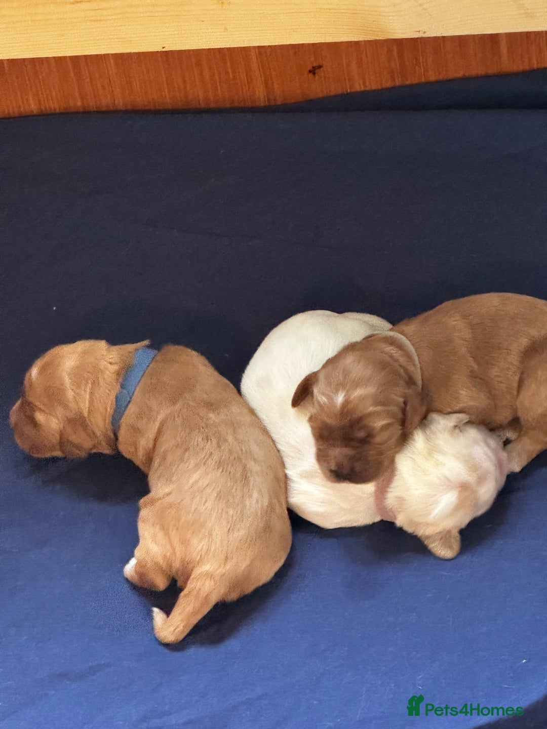 Cockapoo dogs for sale: F1 Cockapoo pups - Image 2