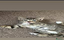 Domestic Shorthair cats for sale: 🐾 Beautiful Kittens Looking for Loving Homes 🐾 - Image 4