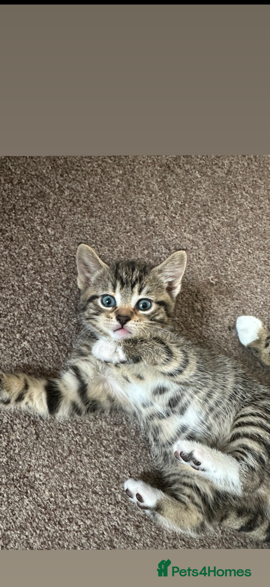 Domestic Shorthair cats for sale: 🐾 Beautiful Kittens Looking for Loving Homes 🐾 - Image 4