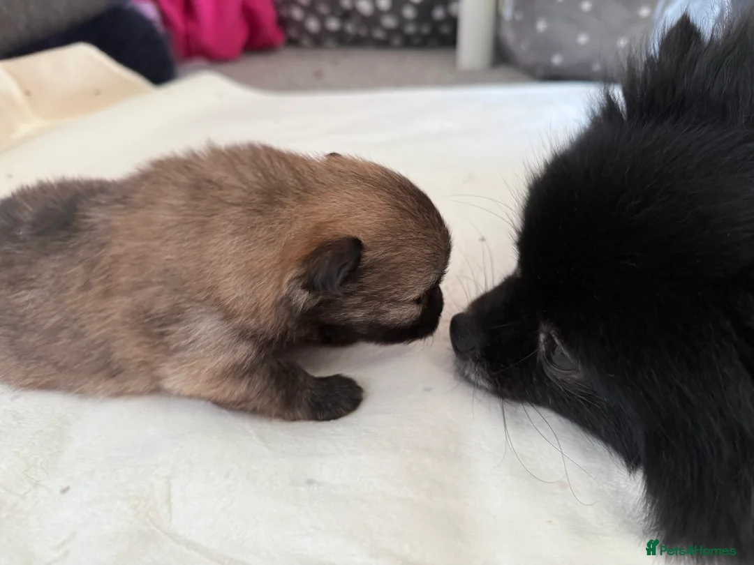 Pomeranian dogs for sale: Two Poms looking for forever home - Advert 17