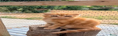 Scottish Fold 1