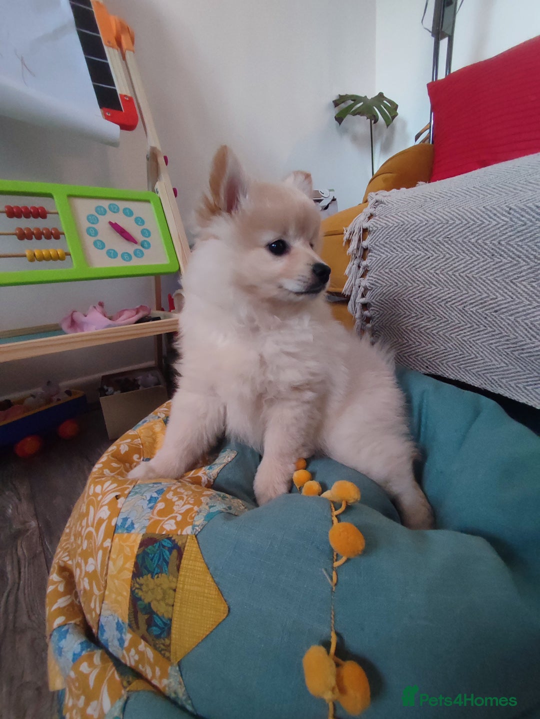 German Spitz dogs for sale: Unique female Spitz puppy available now - Advert 10