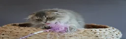 Scottish Fold cats for sale: 🌸beautiful long hair and short haired kittens🌸 - Advert 11