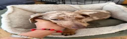 Miniature Dachshund dogs for sale: Merlin  in Wakefield - Advert 6
