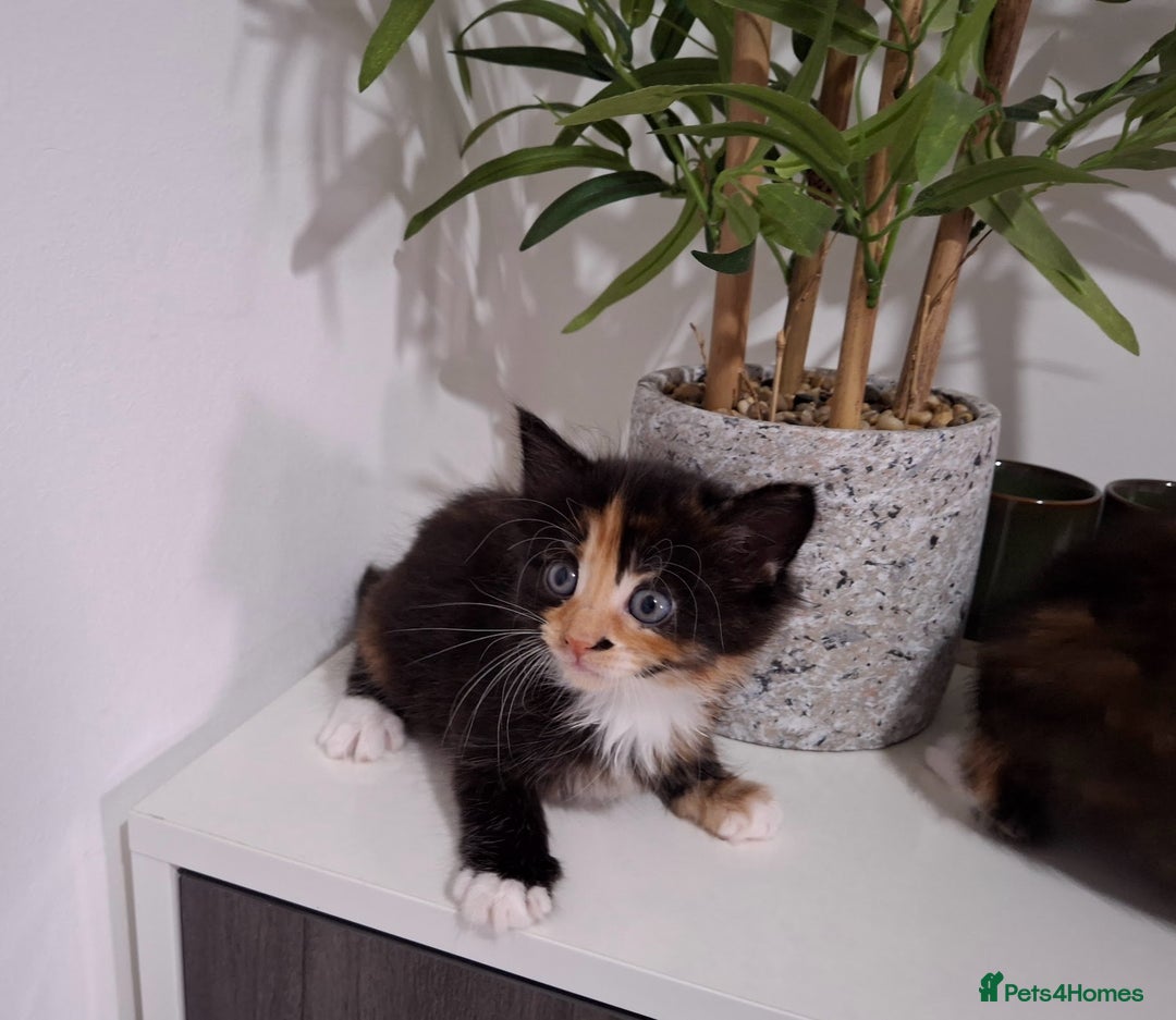 Maine Coon cats for sale: Beautiful Bright Eyed Part Maine Coon Kitten - Image 10