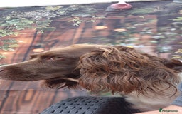Sprocker dogs for sale: Sprocker spaniel puppies ready now - Image 3