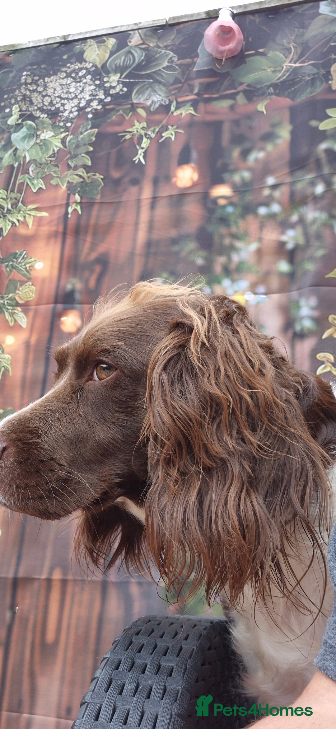 Sprocker dogs for sale: Sprocker spaniel puppies ready now - Image 3