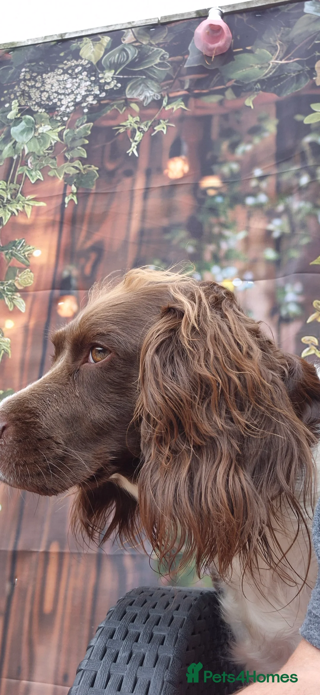 Sprocker dogs for sale: REDCUED Sprocker spaniel puppies ready now - Advert 3