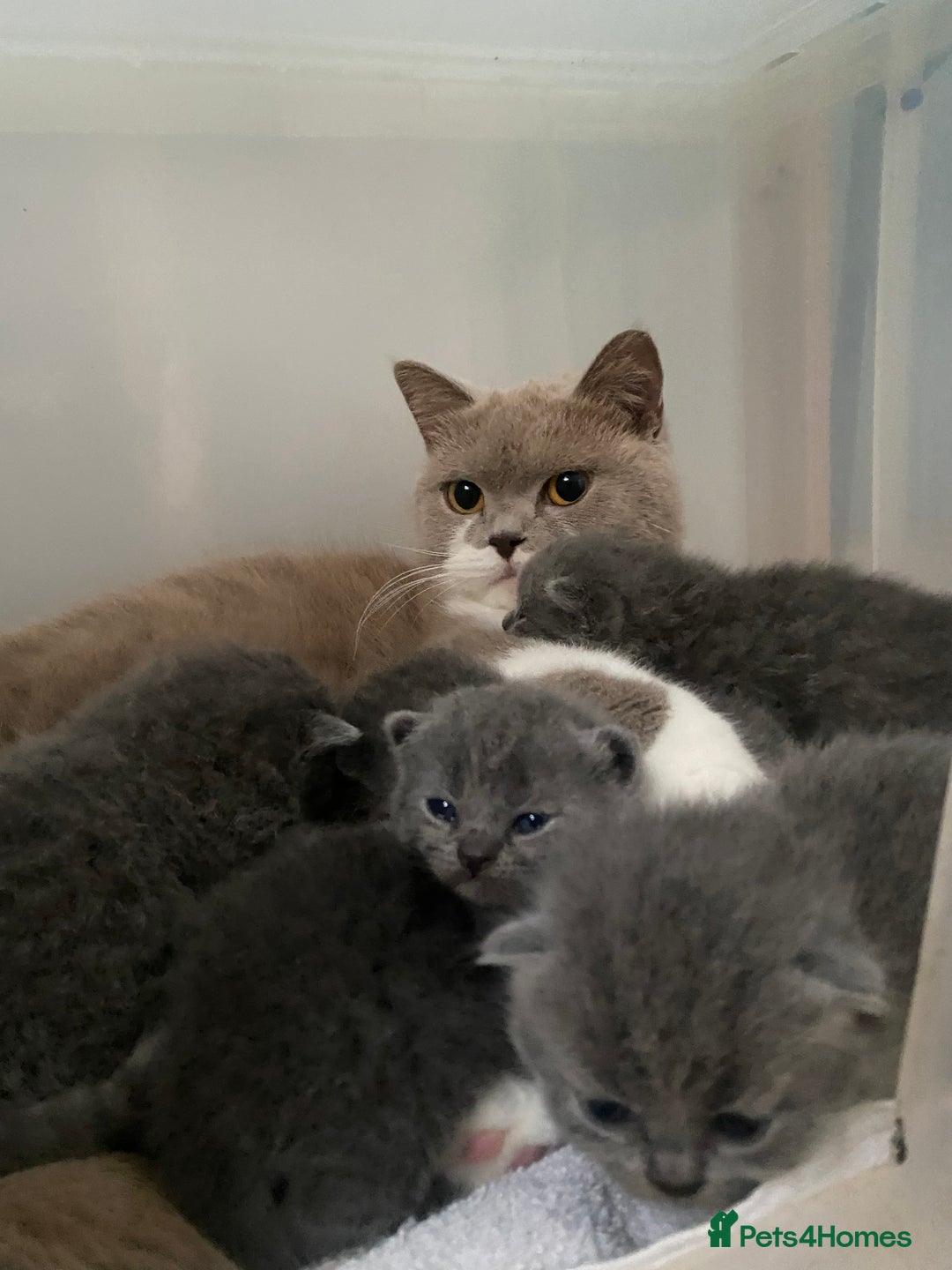 British Shorthair cats for sale: GCCF Registered British Shorthair kittens  - Advert 22