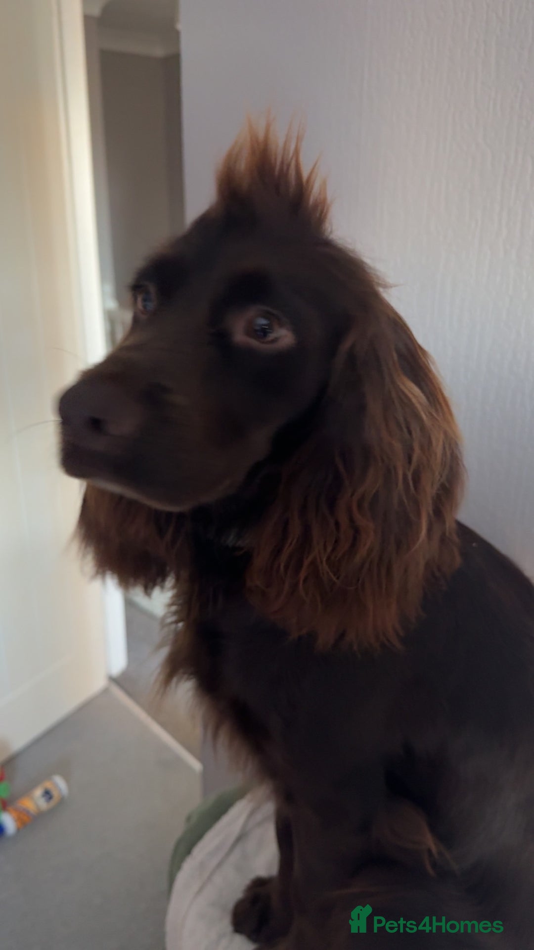 Cocker Spaniel dogs for stud: STUD Working cocker spaniel STUD  - Advert 4