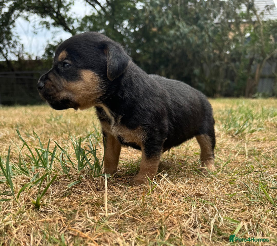 Jack Russell dogs for sale: Jack Russel terrier puppies for sale - Image 11