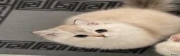 Scottish Fold cats for sale: SCOTISH STRAIGHT FEMALS KITTENS - Advert 6