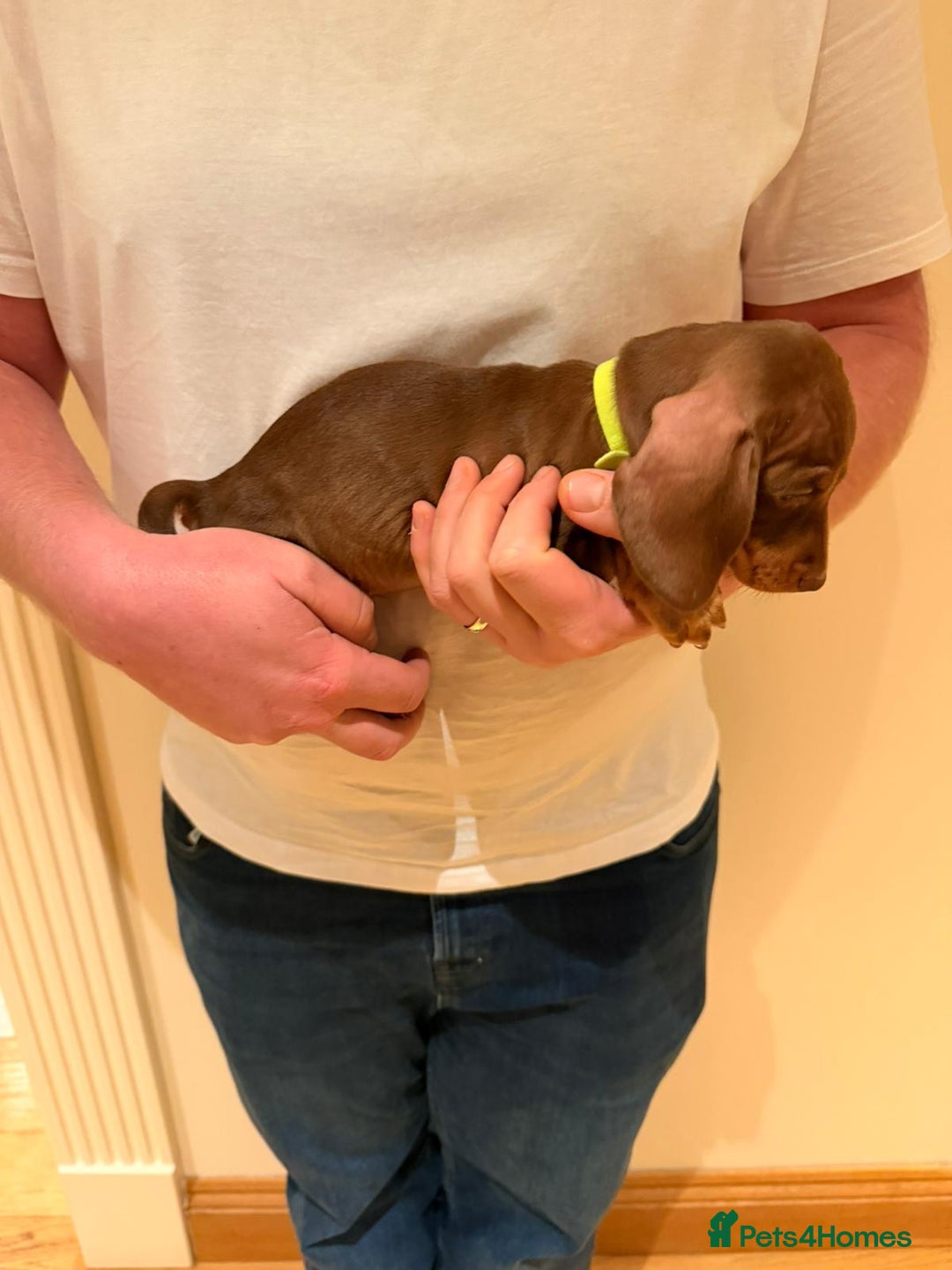 Miniature Dachshund dogs for sale: Miniature dachshund  - Advert 13