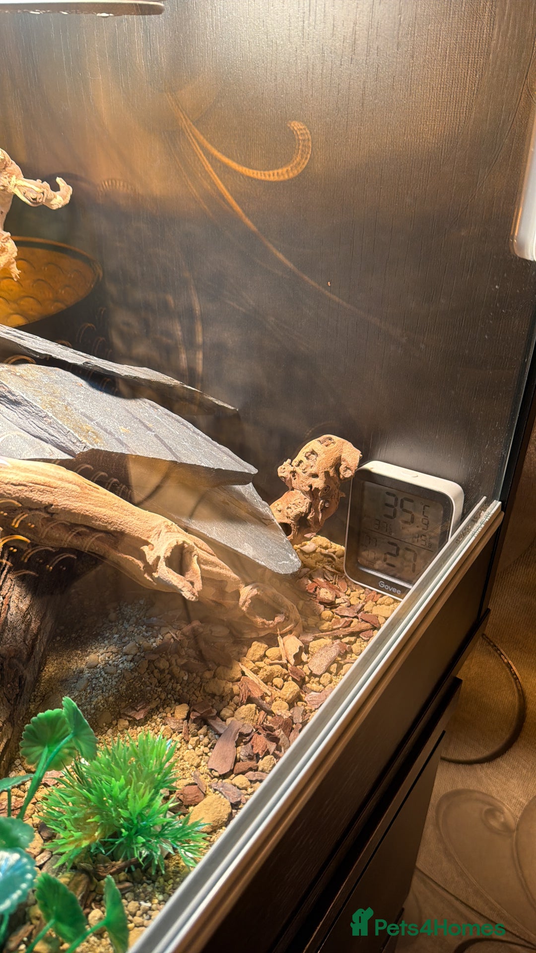 Leopard Gecko reptiles for sale: Full set up for sale including leopard Gecko  - Advert 5