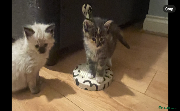 Mixed Breed cats - Advert 3