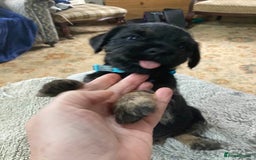 Border Terrier dogs for sale: Border Terrier KC registered 3x dogs for sale - Image 2
