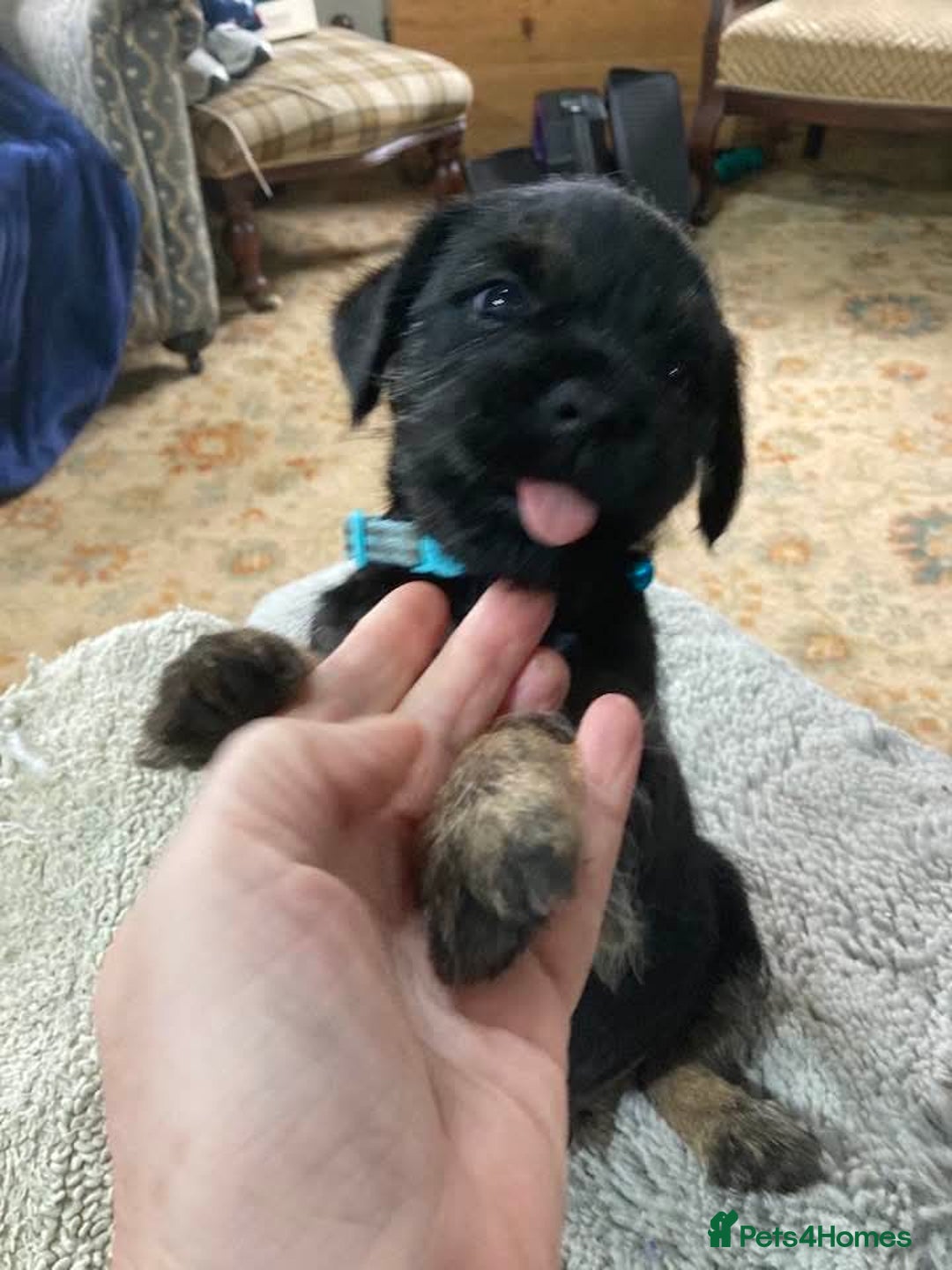 Border Terrier dogs for sale: Border Terrier KC registered 3x dogs for sale - Image 2