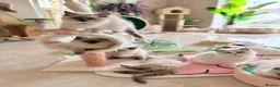 Ragdoll cats for sale: Elite TICA Ragdoll Kittens from Champion Lines  - Advert 3