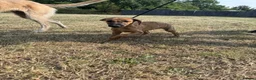Mixed Breed dogs for sale: 3/4 Whippet 1/4 Bedlington Terrier - Advert 3
