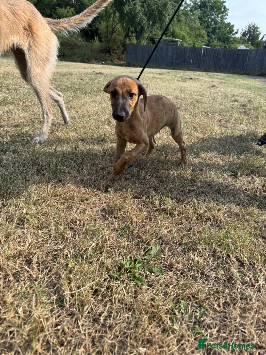 Mixed Breed dogs for sale: 3/4 Whippet 1/4 Bedlington Terrier - Advert 3