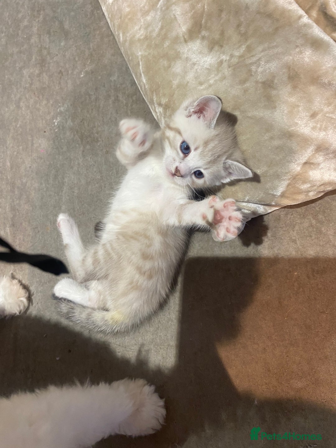 Bengal cats for sale: Bengal Cross Kittens  - Image 7
