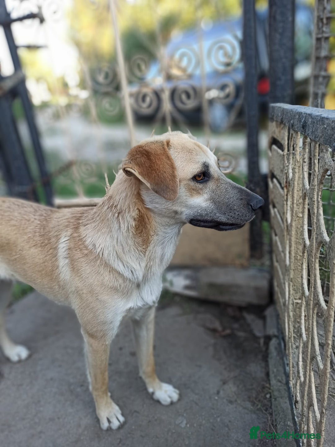 Mixed Breed dogs for adoption: 💙🐶 DAN 🐶💙 - Image 14