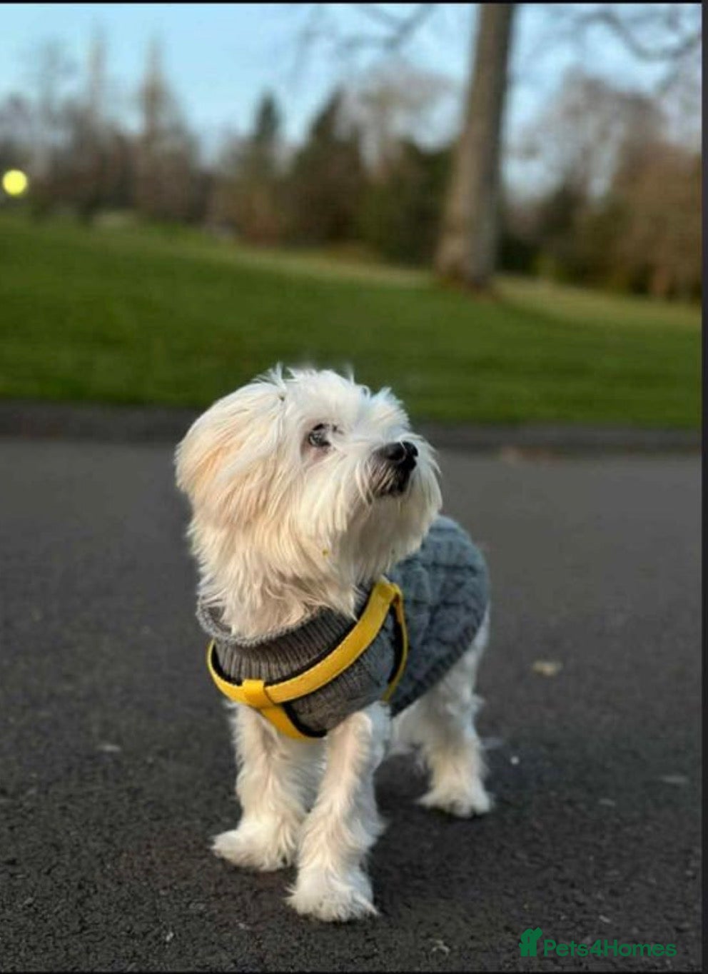 Bichon Frise dogs Bichon fris puppy  - Advert 1