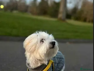 Bichon Frise dogs Bichon fris puppy - Advert 1