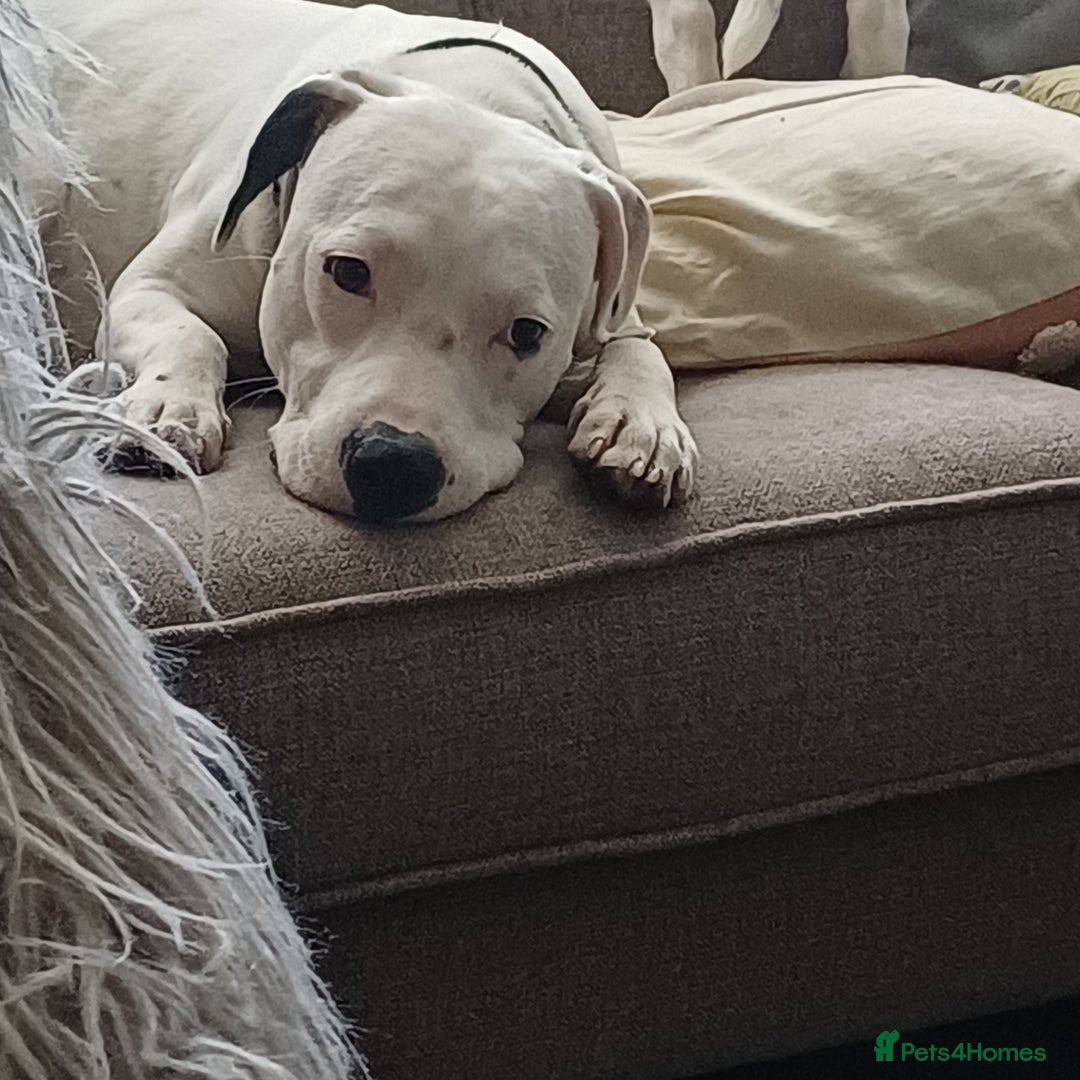 Mixed Breed dogs for sale: 10 month old mixed breed male - Image 2