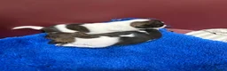 Jack Russell dogs for sale: Jack Russell puppies  - Advert 3
