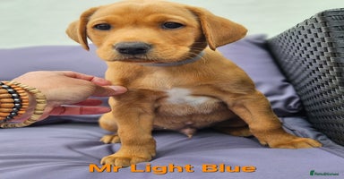 Labrador Retriever dogs in Wetherby - Advert 3