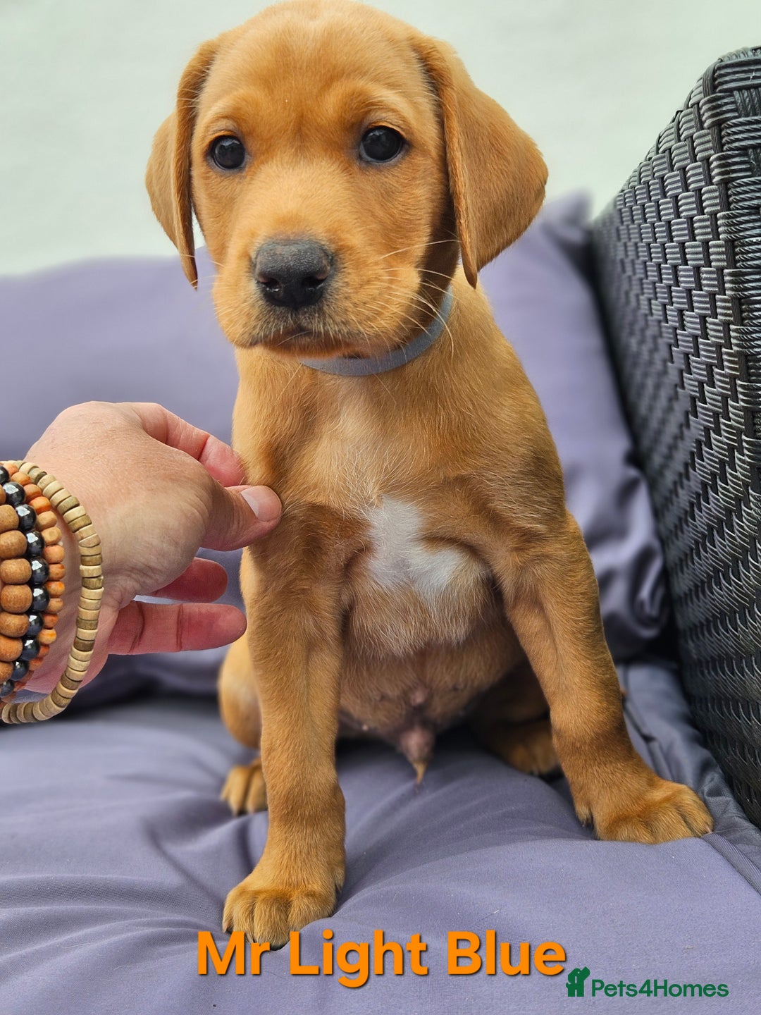 Labrador Retriever dogs for sale: Fox Red Labrador Retriever KC Registered puppies in Wetherby - Image 4