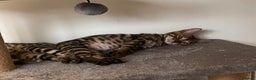Bengal cats for sale: Stunning full pedigree registered bengal kittens  - Advert 12