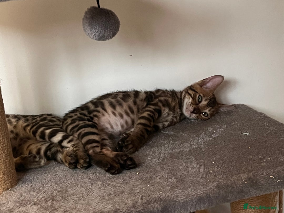 Bengal cats for sale: Stunning full pedigree registered bengal kittens  - Advert 12