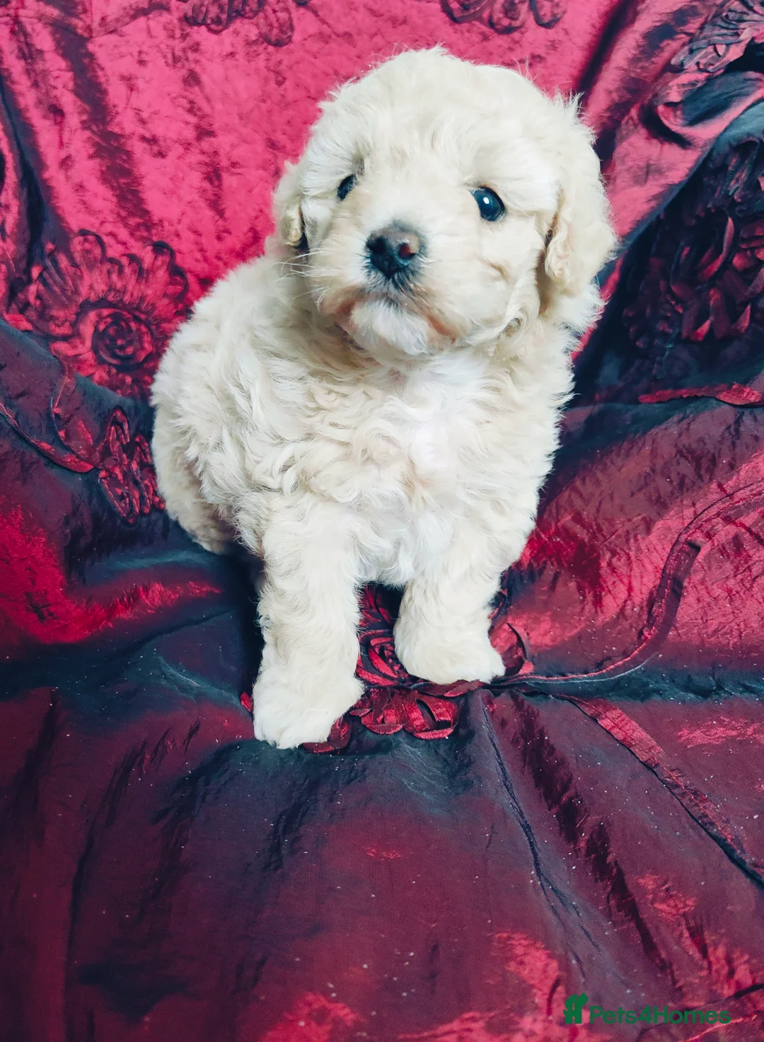 Cavapoo dogs for sale: Adorable Cavapoo Girl Cream/White, Ready soon  - Advert 6