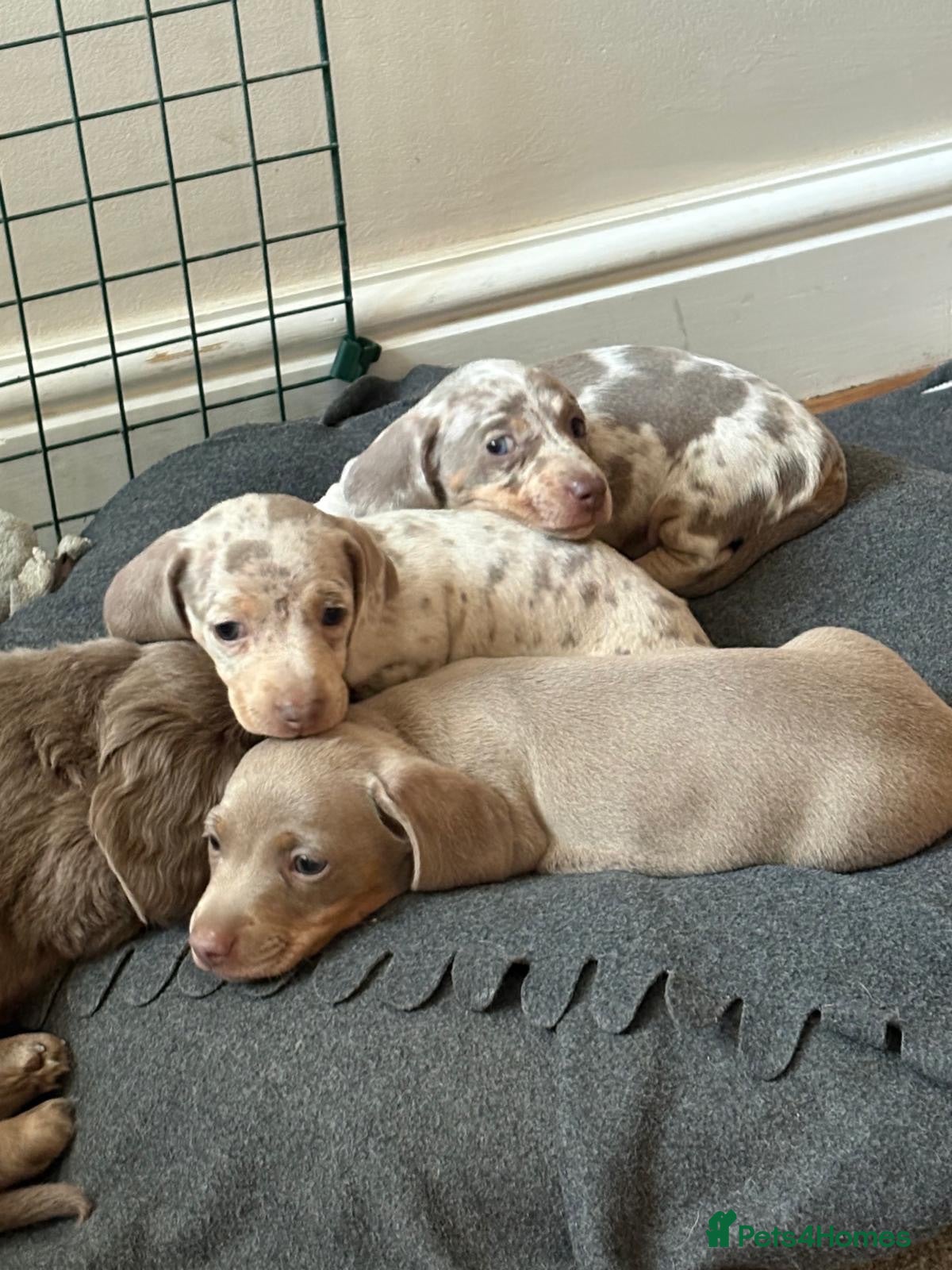 Miniature Dachshund dogs Gorgeous KC Miniature Dachshund Puppies  - Advert 1