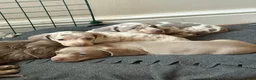 Miniature Dachshund dogs for sale: Gorgeous KC Miniature Dachshund Puppies  - Advert 1