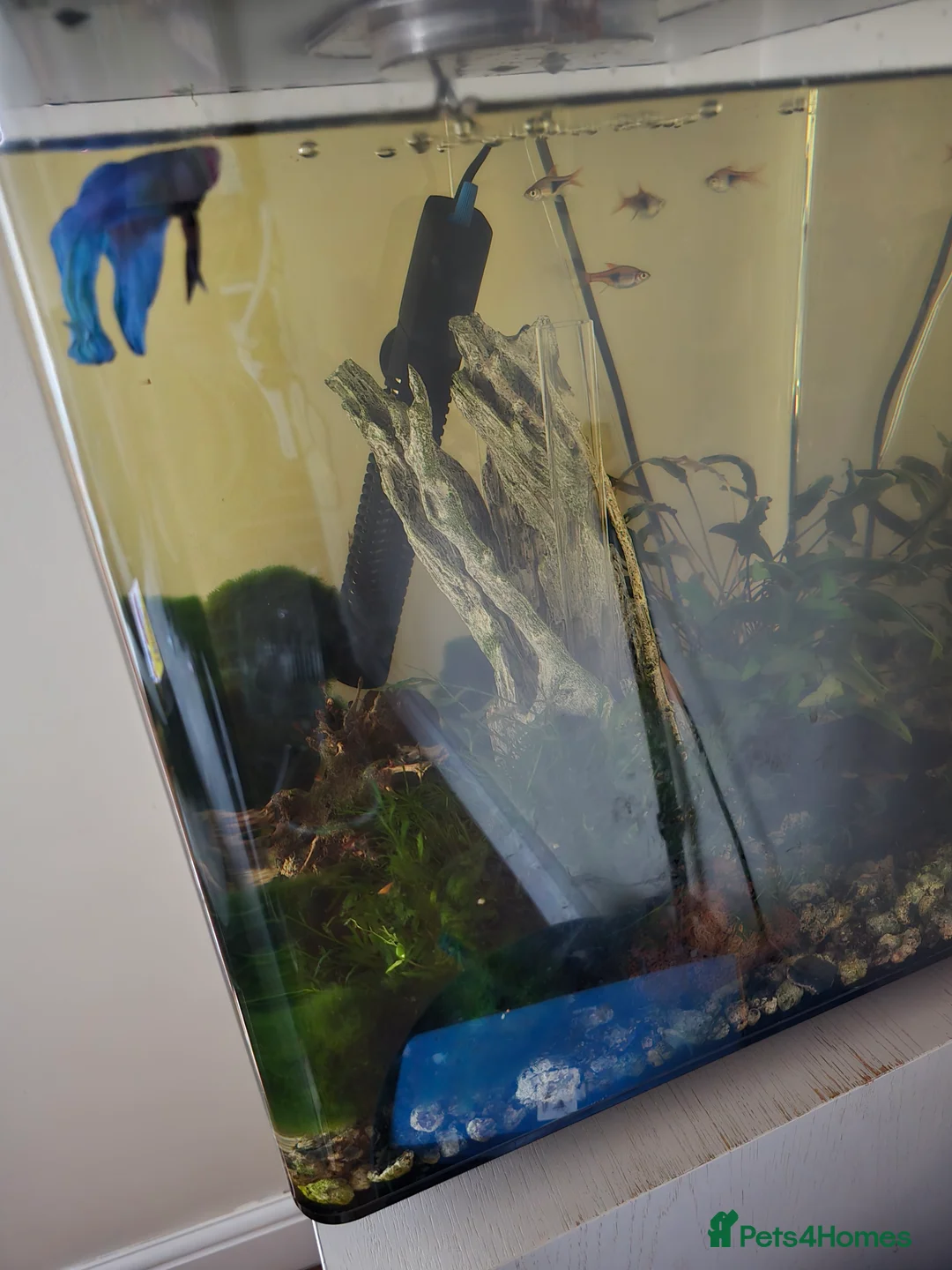 Bettas fish for sale: Biorb 60l tanks + accessories - Advert 2